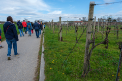 Von der einen Kellergasse zu einer anderen in Pillichsdorf, NÖ