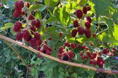 sommer2024b-101