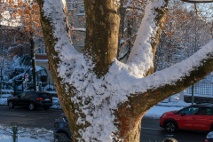 Gestern Schneefall, heute Somme in Türkenschanzpark (Wien 18.,)