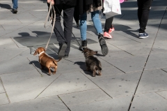 In Wien - Hund und ...